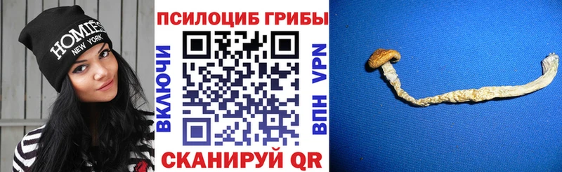 дарнет шоп  Гусиноозёрск  Галлюциногенные грибы Magic Shrooms 